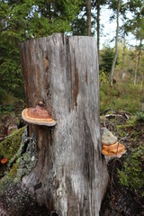 Fungus on a stump in autumn forest