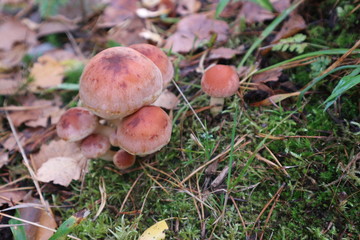 mushrooms in the forest closeup