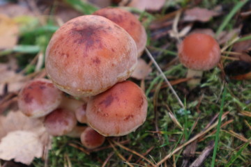 Mushrooms in the forest closeup