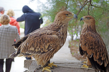bird of prey