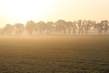 Fototapeta na wymiar Fog in the early morning