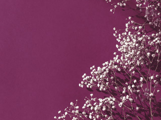 Small white flowers of gypsophila isolated on purple background. Copy space. Flat lay. Top view. 