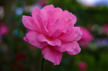 pink rose in the garden