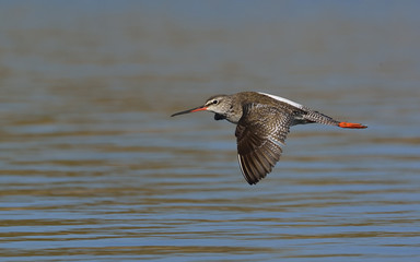 Spotted Redshank (Tringa erythropus), Crete 