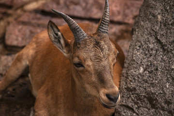 Cute brown goat