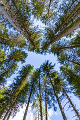 in einem Wald nach oben zum Himmel blicken