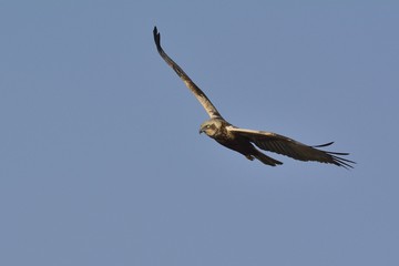 Marsh Harrier (Circus aeroginosus), Crete