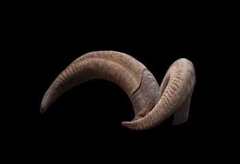 pair of brown goat horns
