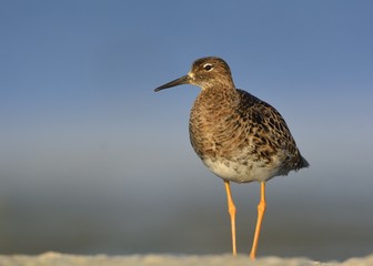 Ruff - Philomachus pugnax, Crete	