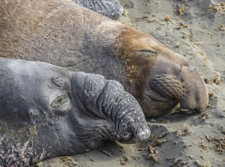 Fototapeta premium Sea Lions on the beach