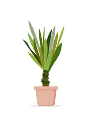 Vector illustration of palm tree in the pot. Palm house window plant Yucca elephantipes in flat cartoon style.