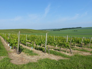 Obraz premium Weinberglandschaften bei Udenheim / Rheinhessen