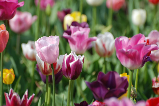 Buntes Tulpenfeld / Colorful tulip field