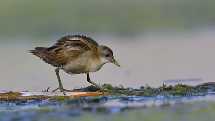 Little Crake (Porzana parva), Greece