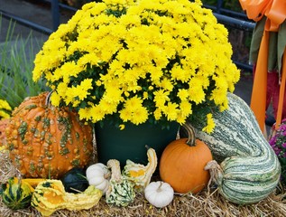 Pumpkins, gourds and squash sitting around a pot of yellow mums on top of hay.