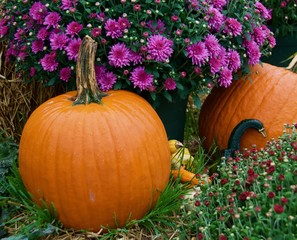 Pumkins next to a pot of purple mums.