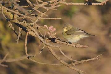 Willow Warbler (Phylloscopus trochilus), Greece