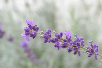 Closeup photograph of a purple lavender flower