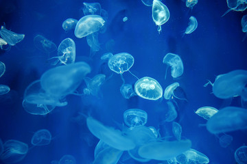 Naklejka premium Jellyfish close up for background