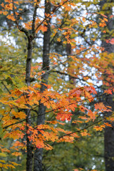 Details of colorful fall foliage