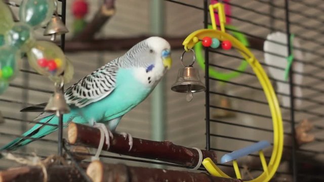 Blue budgerigar flew into the cage and plays a bell