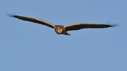 Fototapeta na wymiar Pallid Harrier (Circus macrourus), Crete 
