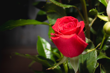 Rosa roja con petalos por abrir  con hojas verdes