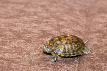 Wedding rings on turtle