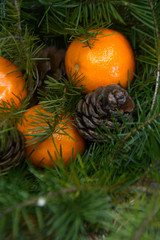 Fototapeta na wymiar fir tree branches, cones and tangerines for new year and Christmas background and greeting card
