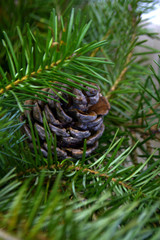 pine branches with pine cones Christmas and new year background
