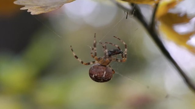 Spider carries his victim - (4K)