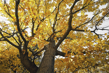 beautiful autumn trees with yellow leaves