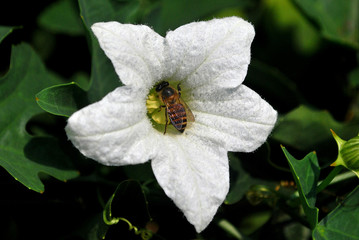 A bee is sucking the nectar from the flower