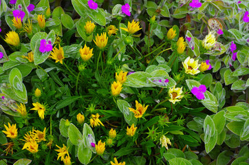 flowers in the garden