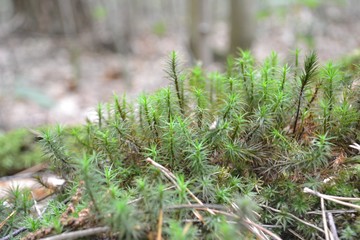 Closeup photograph of hair moss (Polytrichum) in a forest