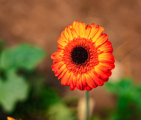 Orange Flower