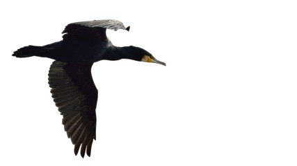Great Cormorant (Phalacrocorax carbo), Greece