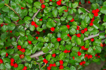 red berries on a branch