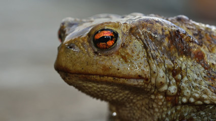 Common (Toad Bufo bufo), Greece