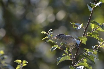 Eurasian Blackcap (Sylvia atricapilla), Greece