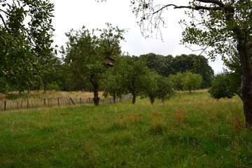 Apple orchard on a cloudy summer day near Mont Cesar Abbey, Leuven, 