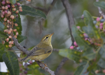 Willow Warbler (Phylloscopus trochilus), Greece