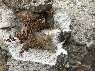 Plante au mur