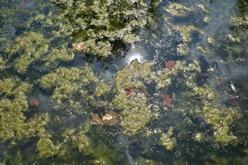 Closeup photograph of an algal bloom in a body of freshwater suffering from severe eutrophication