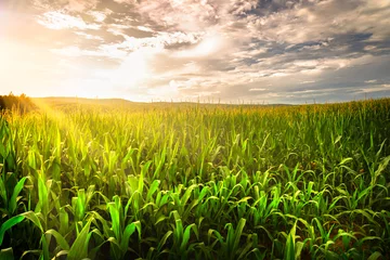 Papier Peint photo Campagne Bel après-midi coucher de soleil sur le champ de maïs au Tennessee