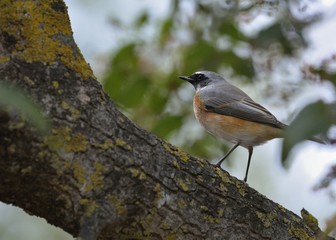 Common Redstart (Phoenicurus phoenicurus), Greece