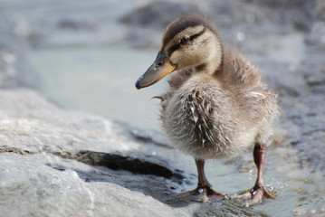 Entenbaby steht am Seeufer