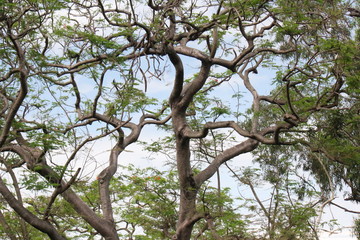Huge flame tree delonix regia showing branches and leaves in public park and garden in Kaoshiung city, Taiwan