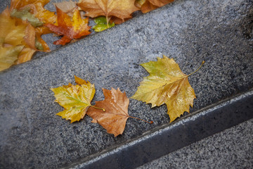 Fall Autumn leaves on rainy sidewalk
