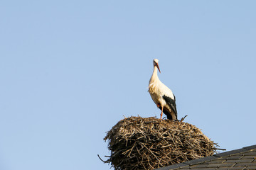 Stork in nest, on top of roof